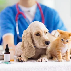 Unlock Insights with Our Veterinary Clinic Customer Feedback Report